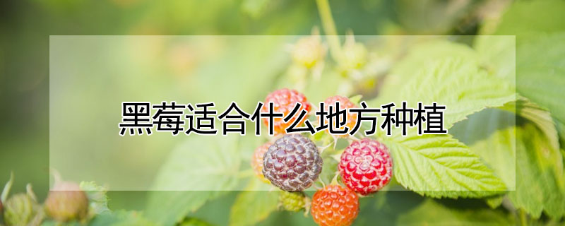 黑莓適合什么地方種植