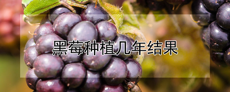 黑莓種植幾年結果