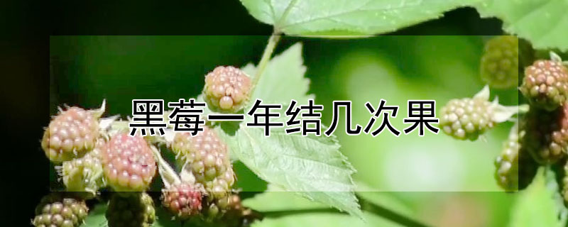 黑莓一年結幾次果