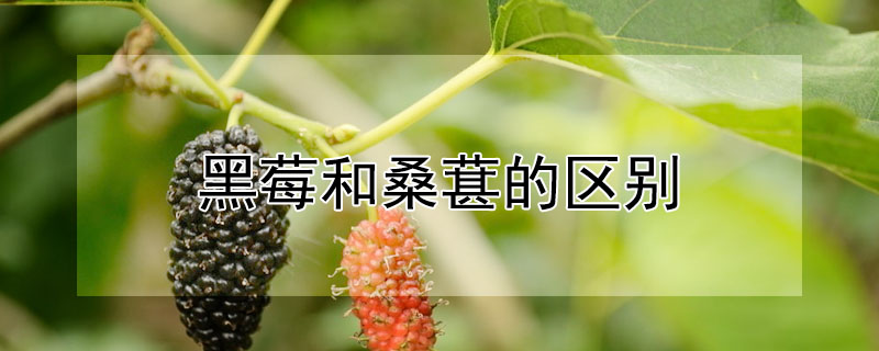 黑莓和桑葚的區別