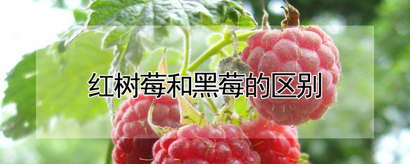 紅樹莓和黑莓的區別