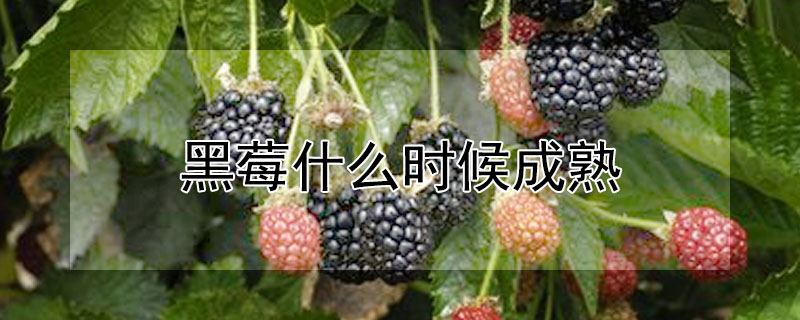 黑莓什么時候成熟