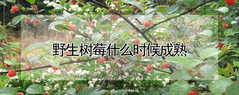 野生樹莓什么時(shí)候成熟