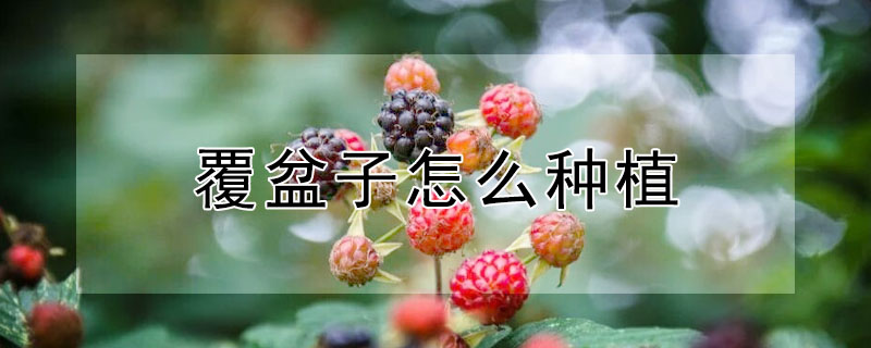 覆盆子怎么種植