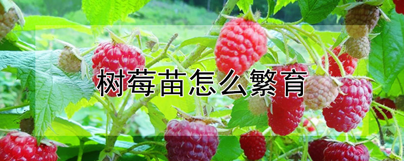 樹莓苗怎么繁育
