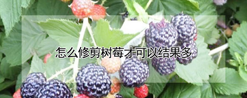 怎么修剪樹莓才可以結果多