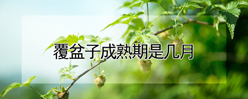 覆盆子成熟期是幾月