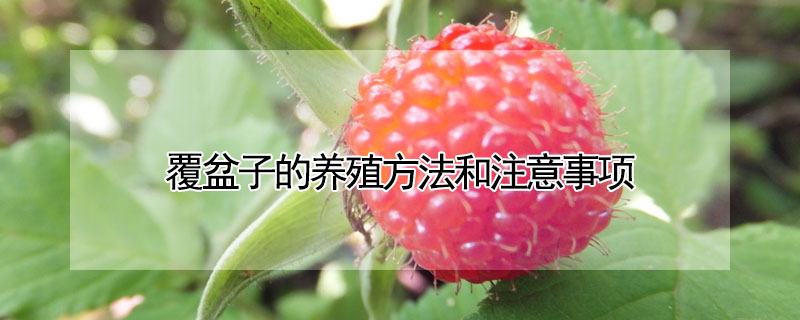 覆盆子的養殖方法和注意事項