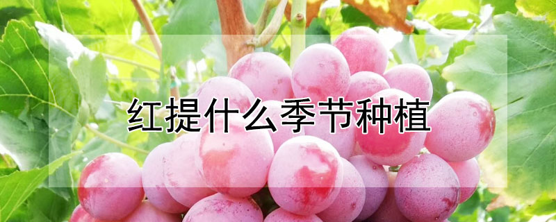 紅提什么季節種植