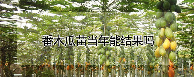 番木瓜苗當(dāng)年能結(jié)果嗎