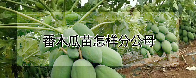番木瓜苗怎樣分公母