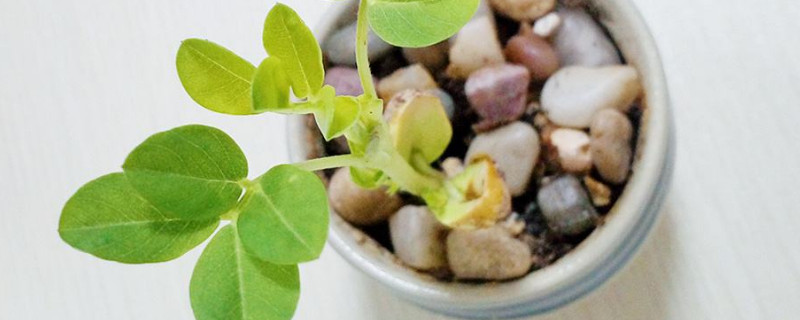 盆栽花生的種植方法和時間