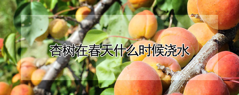 杏樹在春天什么時候澆水