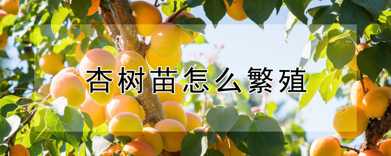 杏樹苗怎么繁殖