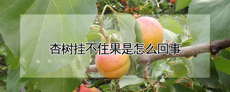 杏樹掛不住果是怎么回事