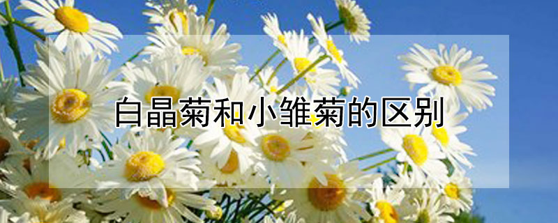 白晶菊和小雛菊的區別