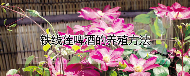鐵線蓮啤酒的養殖方法