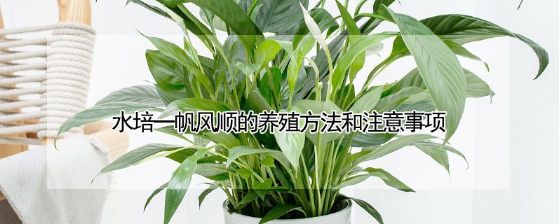 水培一帆風(fēng)順的養(yǎng)殖方法和注意事項(xiàng)