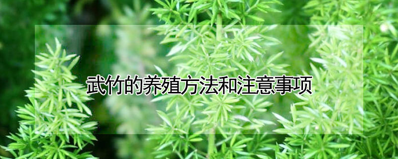 武竹的養(yǎng)殖方法和注意事項