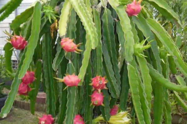種火龍果幾年結(jié)果