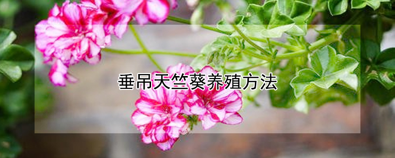 垂吊天竺葵養殖方法