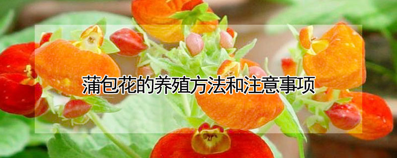 蒲包花的養殖方法和注意事項