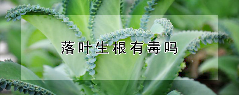 落葉生根有毒嗎
