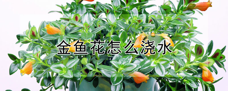 金魚花怎么澆水