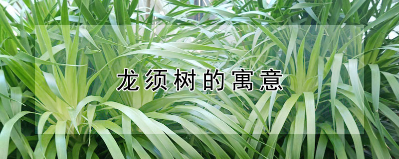 龍須樹的寓意