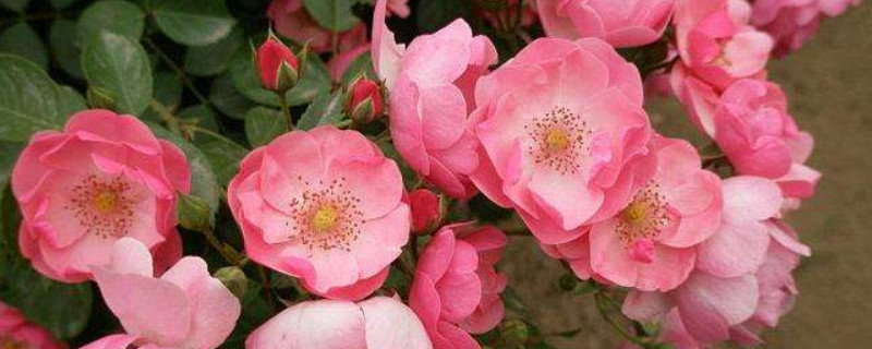 藤本月季小苗怎樣養護