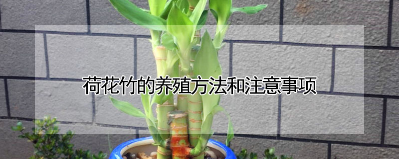 荷花竹的養殖方法和注意事項