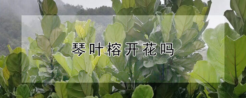 琴葉榕開花嗎