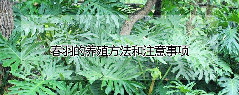春羽的養(yǎng)殖方法和注意事項(xiàng)