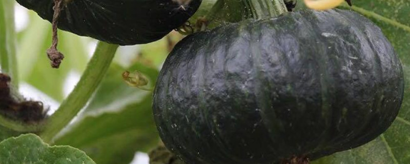 板栗南瓜種植方法