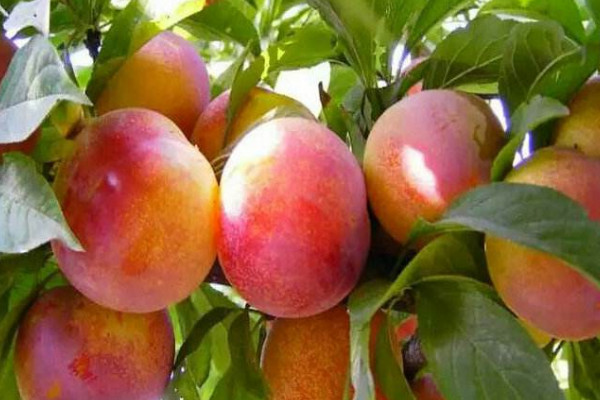 李子樹(shù)苗種植技術(shù)