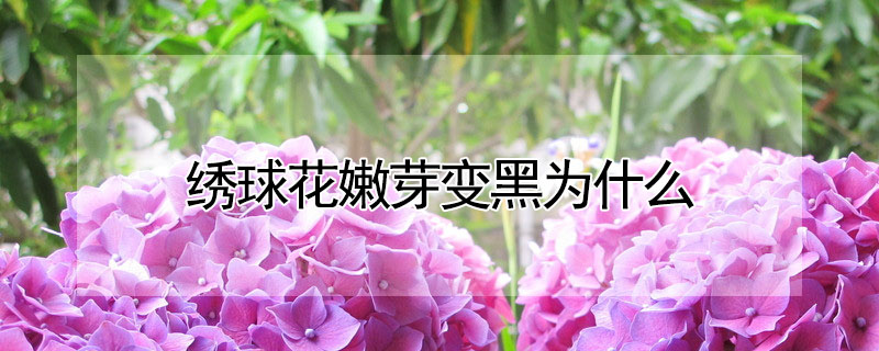 繡球花嫩芽變黑為什么