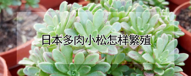日本多肉小松怎樣繁殖