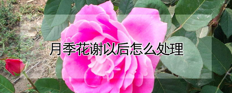 月季花謝以后怎么處理