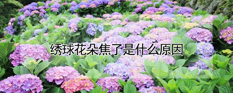 繡球花朵焦了是什么原因