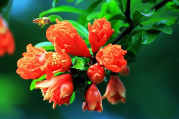 石榴花盆栽的養殖方法