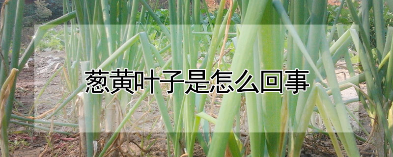 蔥黃葉子是怎么回事