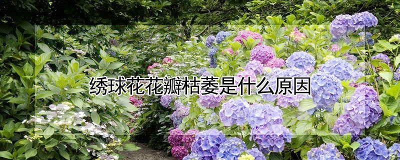 繡球花花瓣枯萎是什么原因