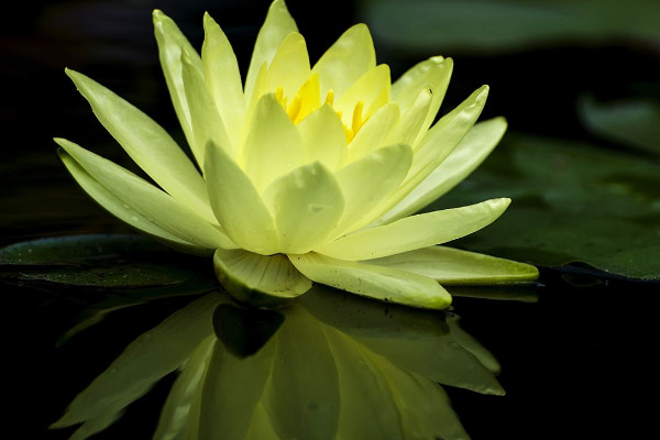 睡蓮有蓮藕?jiǎn)? src="/uploads/allimg/200606/15-200606113103302.jpg" /></p>
<p>
睡蓮沒(méi)有蓮藕,睡蓮的地下莖成球狀根團(tuán),不是蓮藕,也不能夠食用,蓮藕是蓮花的地下根莖,而睡蓮和蓮花在本質(zhì)上不是一種植物,想要蓮藕的話,那么需要養(yǎng)殖蓮花,因?yàn)橹挥猩徎ǖ牡叵赂o才能膨大成蓮藕。</p>
<p>
<strong>2、睡蓮特征</strong></p>
<p>
<img alt=