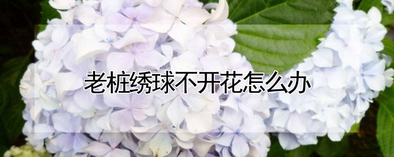 老樁繡球不開花怎么辦
