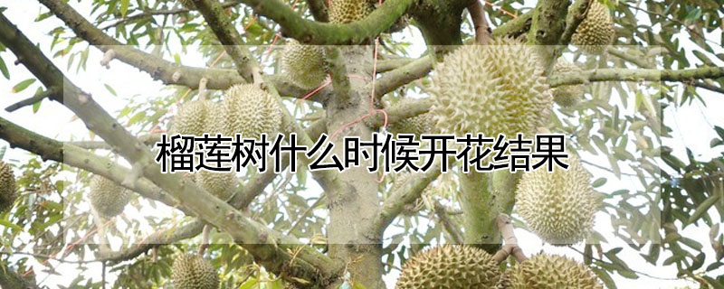 榴蓮樹什么時候開花結果