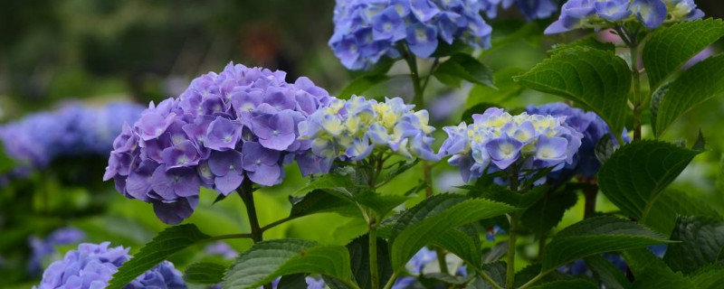 繡球掉花瓣是怎么回事