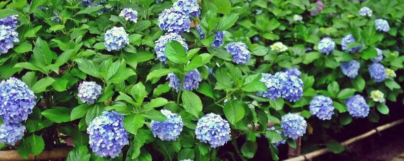 繡球花被太陽(yáng)曬傷了咋辦