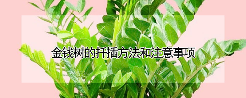 金錢樹的扦插方法和注意事項