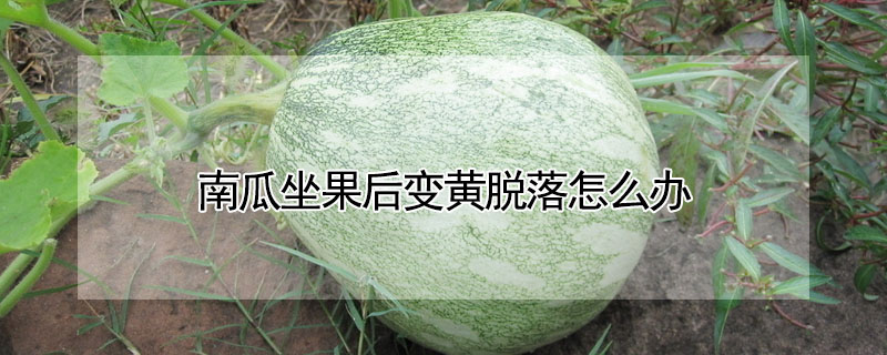 南瓜坐果后變黃脫落怎么辦