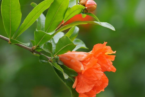 石榴花葉子發(fā)黃掉葉怎么辦